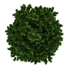 an overhead view of a green tree on a white background with clipping area for text