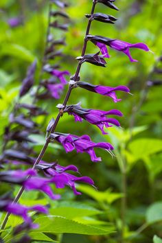 purple flowers are blooming in the woods