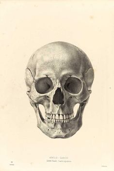 an old photo of a human skull with no lower jaw and upper part missing from the head