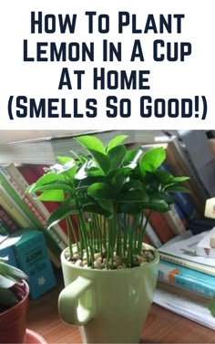 a potted plant sitting on top of a wooden table