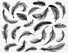 the feathers are drawn in black and white