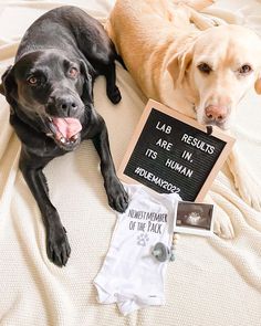 two dogs laying on top of a bed next to a sign