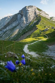 blue flowers on the side of a mountain with a trail going through it and mountains in the background