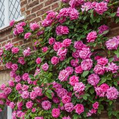 pink flowers growing on the side of a brick building