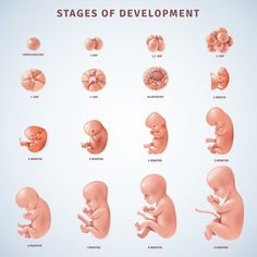 the stages of development of an infant