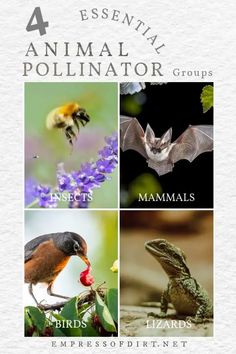 four different types of animals and birds with the title 4 essential animal pollminator groups