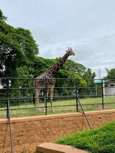 a giraffe standing behind a fenced in area with grass and trees on the other side