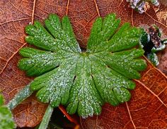 a green leaf with drops of water on it's leaves and some other plants