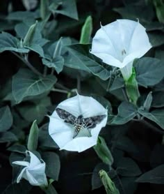 a white flower with a moth on it