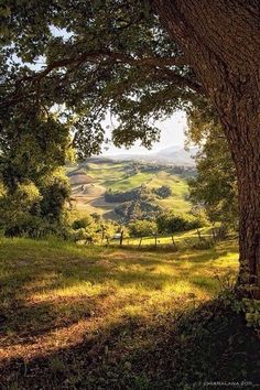 the sun shines through the trees on this grassy hill side, with rolling hills in the distance