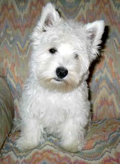 a small white dog sitting on top of a couch