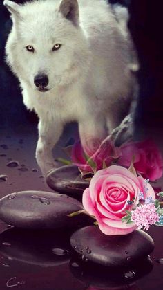 a white wolf standing on top of rocks next to a pink rose and water droplets