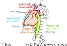 an image of the median anatomy