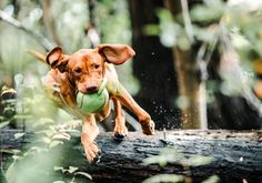 a brown dog carrying a tennis ball on top of a tree branch in the woods