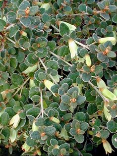 small green plants with tiny leaves on them