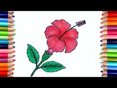 a drawing of a flower with colored pencils