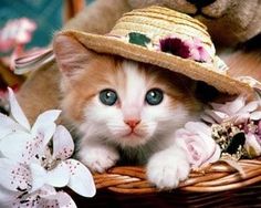 a kitten with blue eyes wearing a straw hat