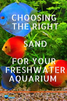 some colorful fish in an aquarium with the words choosing the right sand for your fresh water aquarium