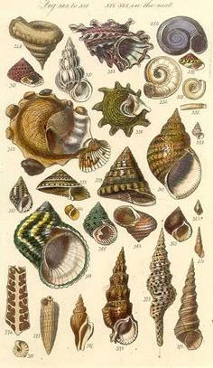 an illustration of seashells from the 19th century