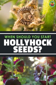 the words, when should you start hollyhock seeds? are shown above an image of