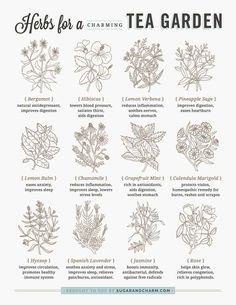 herbs for a tea garden poster with instructions on how to use them in the kitchen