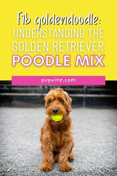 a dog sitting on the ground with a tennis ball in it's mouth and text that reads if goldendoodle understand, understanding the golden retriever poodle poolie mix