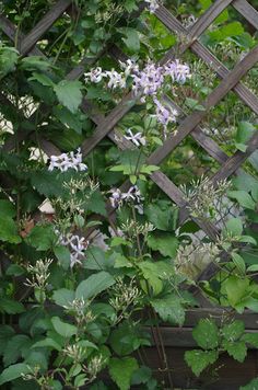 purple flowers growing on the side of a wooden fence in front of green leaves and shrubbery