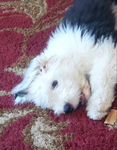 a white and black dog laying on top of a red carpet next to a rug