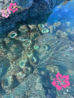 the water is crystal clear and blue with pink flowers floating on it's surface