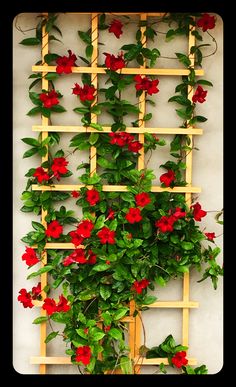 red flowers growing on the side of a white wall with a wooden trellis behind it