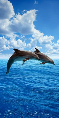 two dolphins are jumping out of the water