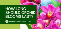 pink flowers with the words how long should orchids last? on green and white background