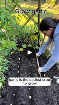 a woman is digging in the ground with a stick and gardening plants behind her are texting grow garlic