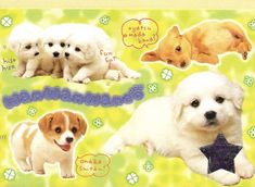 there are four puppies on this card