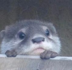 an animal that is looking over the edge of a wooden fence with it's paw on top of its head