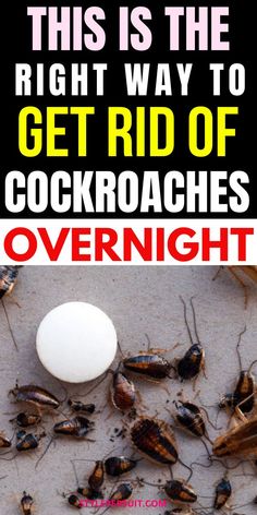 cockroaches on the ground with text that reads, this is the right way to get rid of cockroaches overnight