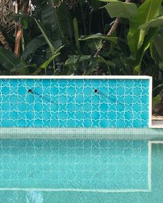 an empty swimming pool surrounded by tropical vegetation