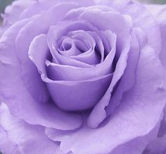 a purple rose is blooming in the garden