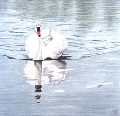 a large white swan floating on top of a lake