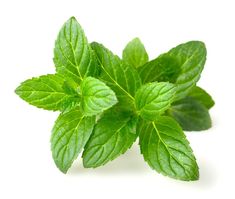 fresh mint leaves on white background