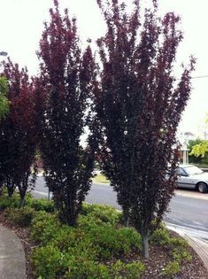 some very pretty trees by the side of the road