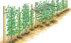 an image of a garden with plants growing in the ground and fenced off by poles