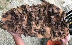 a person holding up a large piece of rock with lots of brown stuff on it