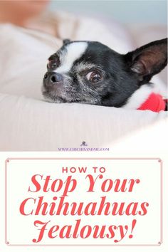 a small black and white dog laying on top of a bed with the words how to stop your chihuahuas fabulously