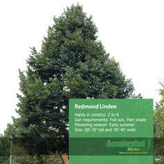 a large tree sitting in the middle of a park next to a sign that reads redwood linden