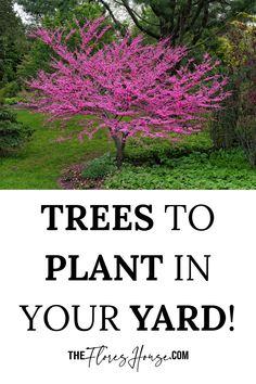 plant trees, plant trees save earth, plant trees poster Small Garden Ideas Vegetable, Vegetable Garden Design Layout, Best Trees For Privacy, Best Shade Trees, Trees For Privacy, Garden Design Vegetable, Garden Ideas Vegetable, Vegetable Garden Layout