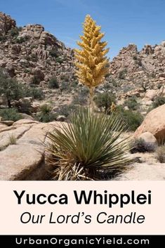 yucca whipplei in the desert with text that reads our lord's candle