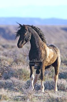 a brown horse standing on top of a dry grass field