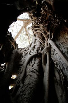 the roots of a large tree are exposed