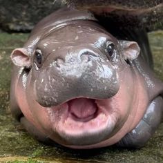 a close up of a hippopotamus laying on the ground with its mouth open